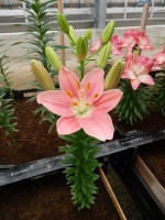 [5009 Foxtrot No02.JPG]